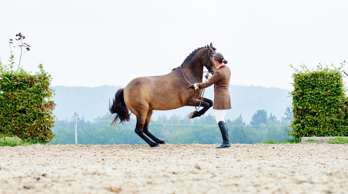 Guide-to-Dressage-at-the-Olympics-1